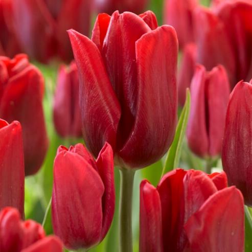 Tulip, Single Early, 'ruby Prince', Bright Red - View 4 from www redcrocus com