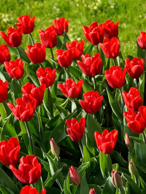 Tulip, Single Early, 'ruby Prince', Bright Red - View 5 from www redcrocus com