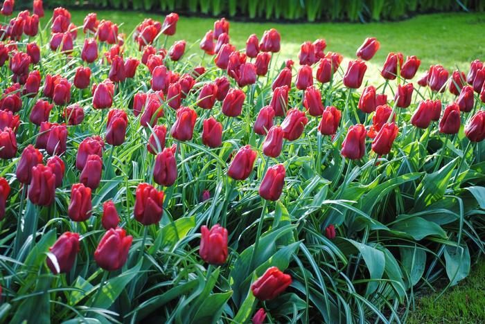 Tulip, Single Early, 'ruby Prince', Bright Red - View 6 from www redcrocus com