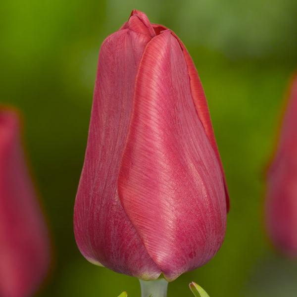 Tulip, Single Early, 'ruby Prince', Bright Red - View 7 from www redcrocus com