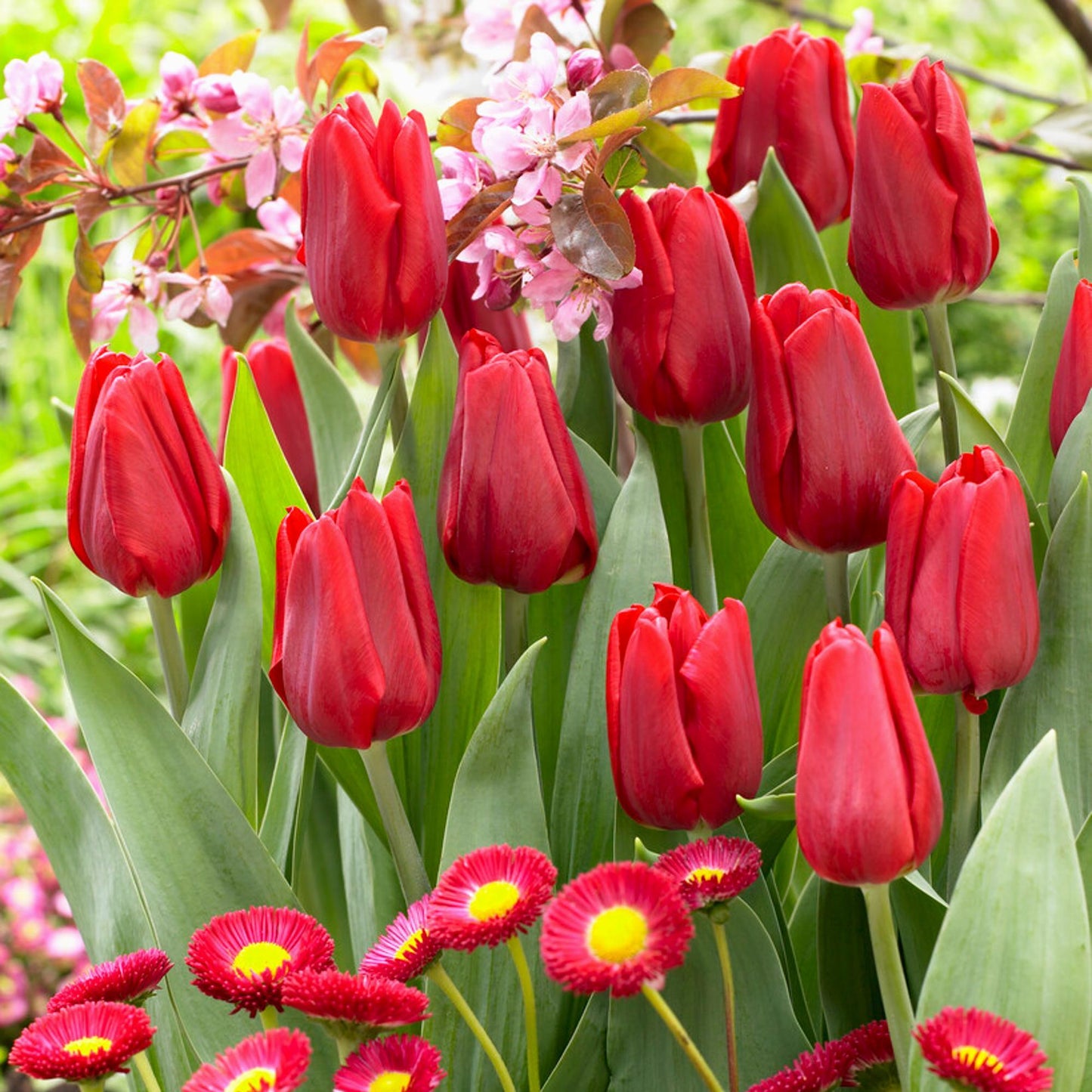 Tulip, Single Early, 'ruby Prince', Bright Red - View 8 from www redcrocus com
