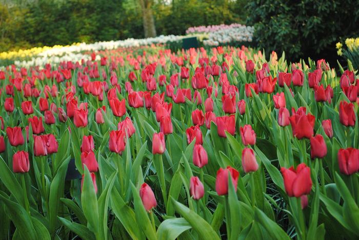 Tulip, Single Early, 'ruby Prince', Bright Red - View 9 from www redcrocus com