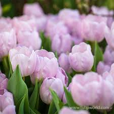 Mystic Prince Single Early Tulip-Lavender-Perfect for borders and cut flowers 100 in Box
