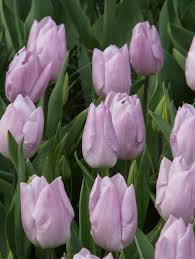 Mystic Prince Single Early Tulip-Lavender-Perfect for borders and cut flowers 100 in Box