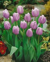 Mystic Prince Single Early Tulip-Lavender-Perfect for borders and cut flowers 100 in Box