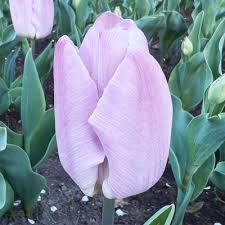 Mystic Prince Single Early Tulip-Lavender-Perfect for borders and cut flowers 100 in Box