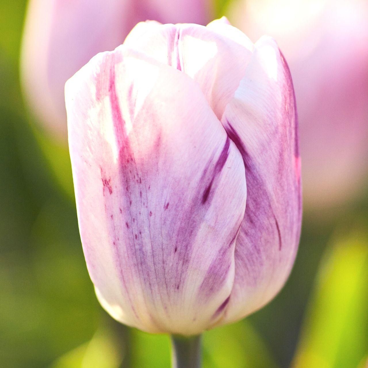 Tulip, Triumph, 'sweet Flag', Lilac - View 10 from www redcrocus com