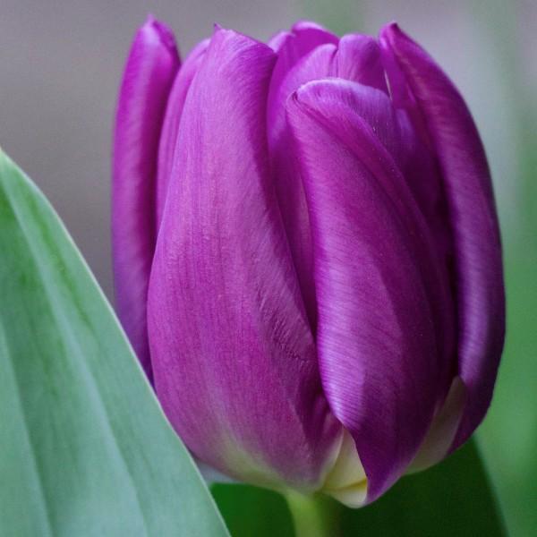 Tulip, Triumph, 'sweet Flag', Lilac - View 12 from www redcrocus com