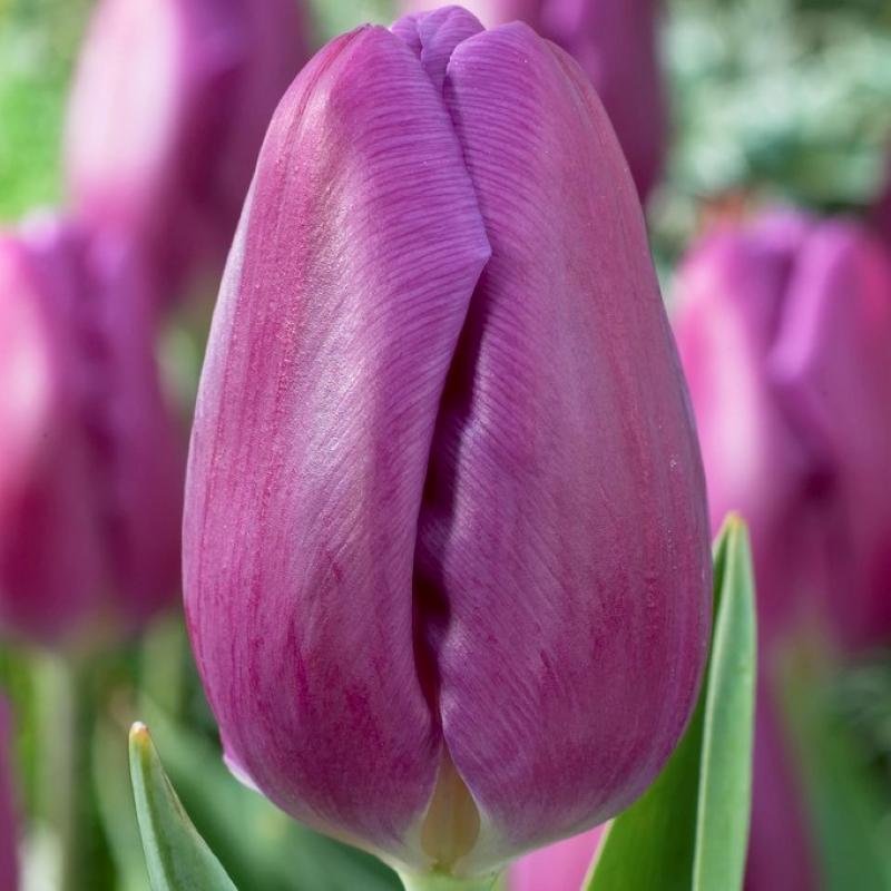Tulip, Triumph, 'sweet Flag', Lilac - View 15 from www redcrocus com