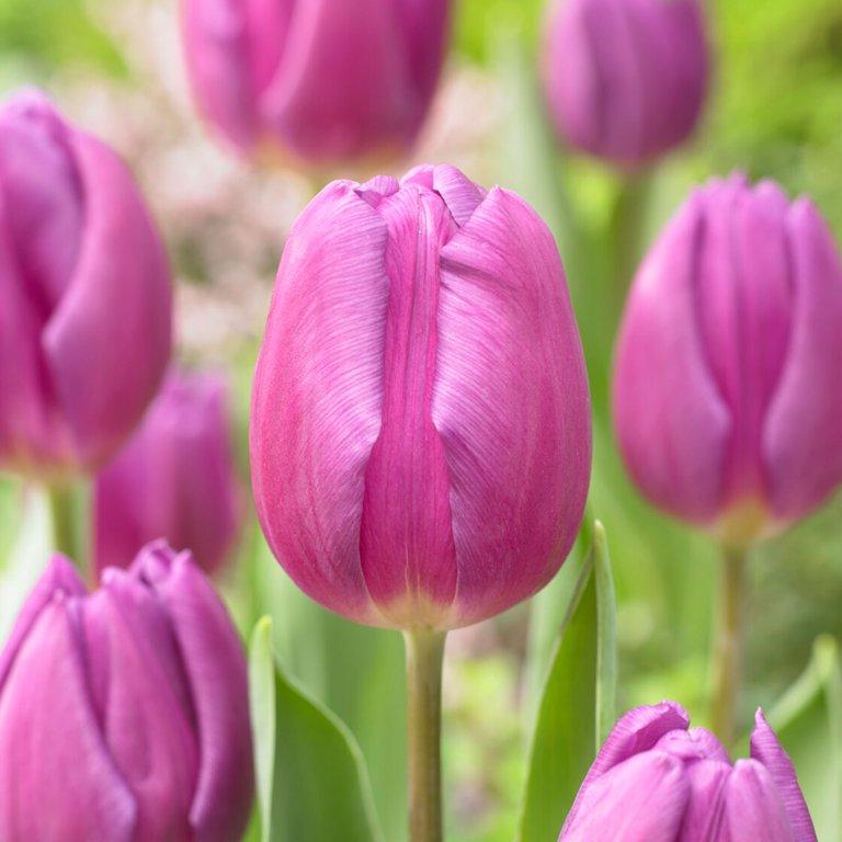 Tulip, Triumph, 'sweet Flag', Lilac - View 16 from www redcrocus com
