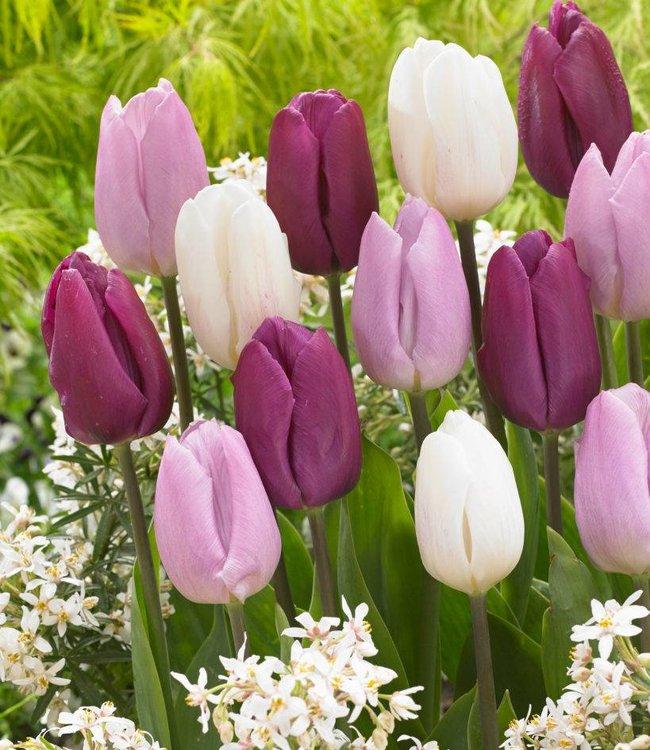 Tulip, Triumph, 'sweet Flag', Lilac - View 18 from www redcrocus com