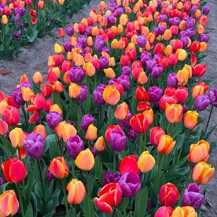 Tulip, Triumph, 'sweet Flag', Lilac - View 20 from www redcrocus com