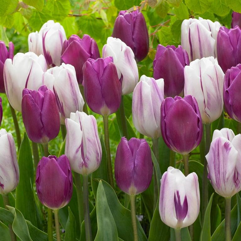 Tulip, Triumph, 'sweet Flag', Lilac - View 22 from www redcrocus com
