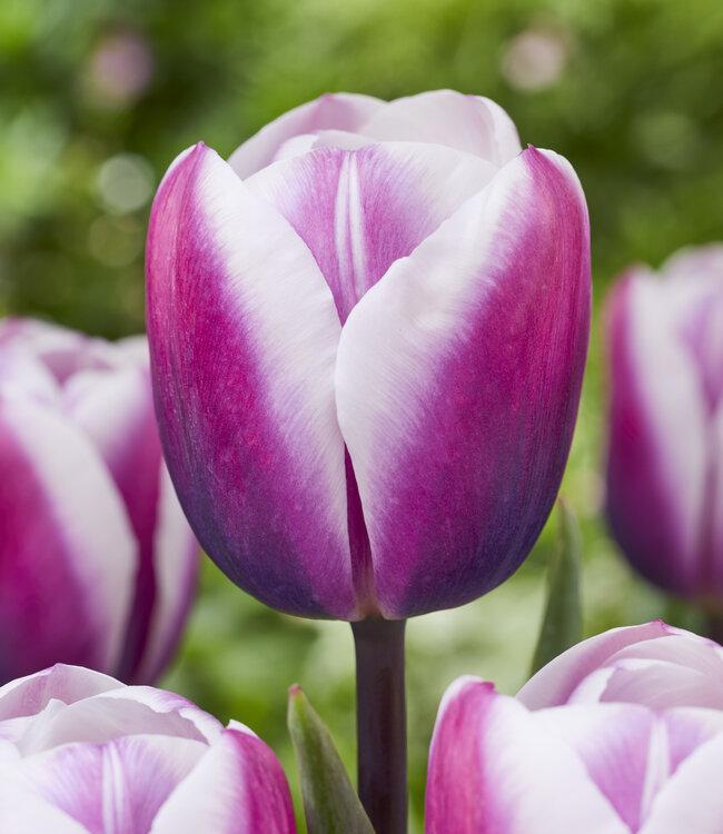 Tulip, Triumph, 'sweet Flag', Lilac - View 25 from www redcrocus com