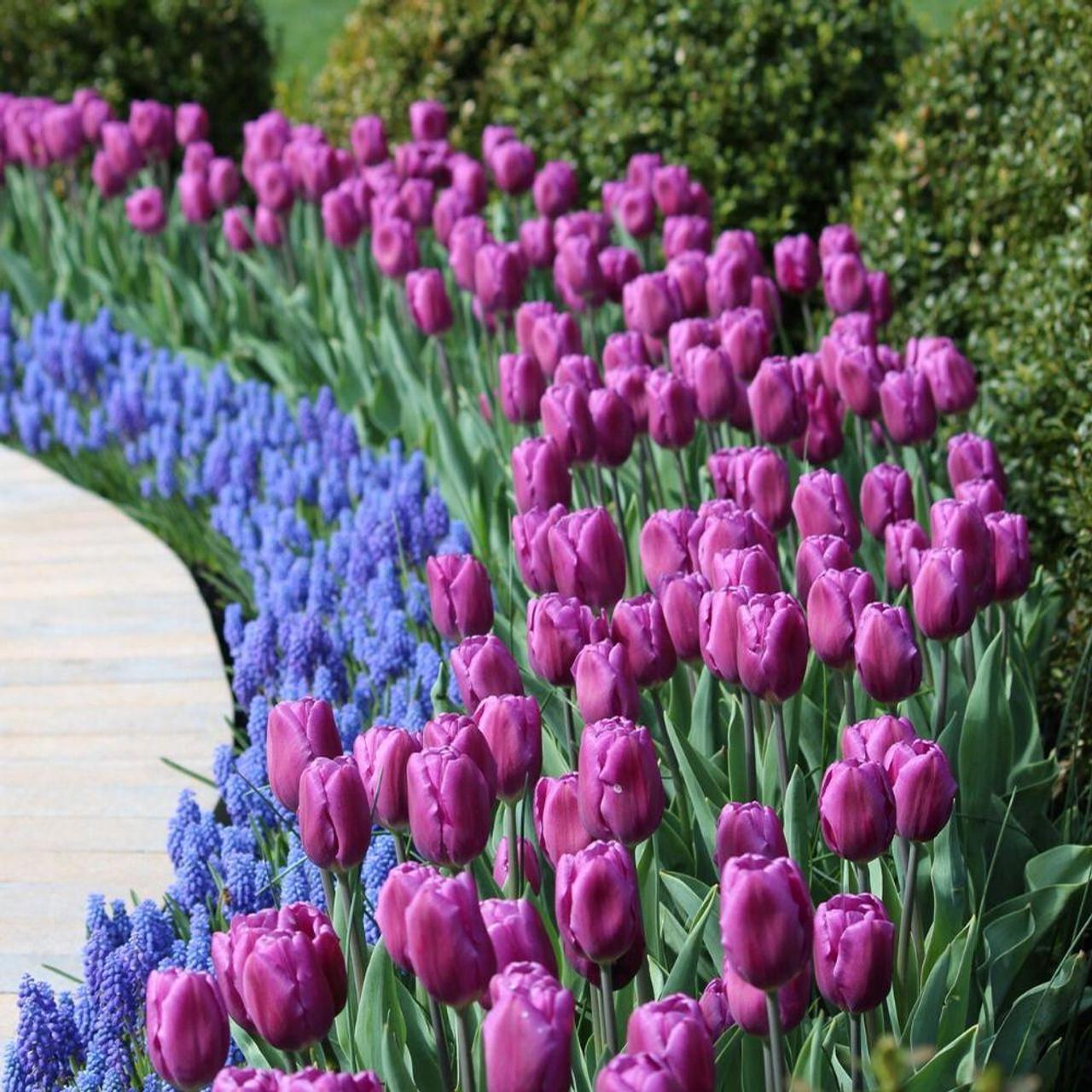 Tulip, Triumph, 'sweet Flag', Lilac - View 7 from www redcrocus com