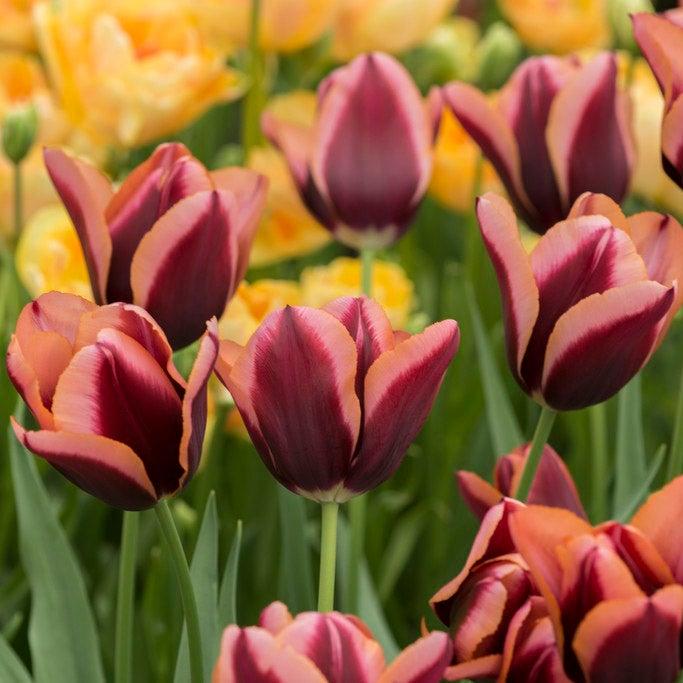 Tulip, Triumph, 'doberman' - View 13 from www redcrocus com
