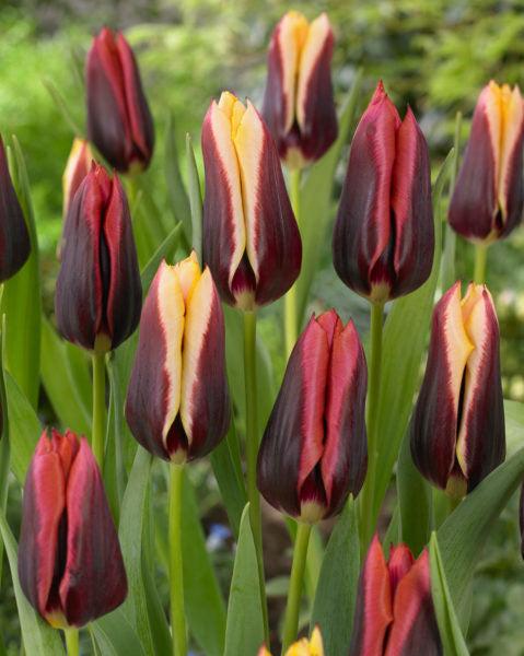 Tulip, Triumph, 'doberman' - View 14 from www redcrocus com