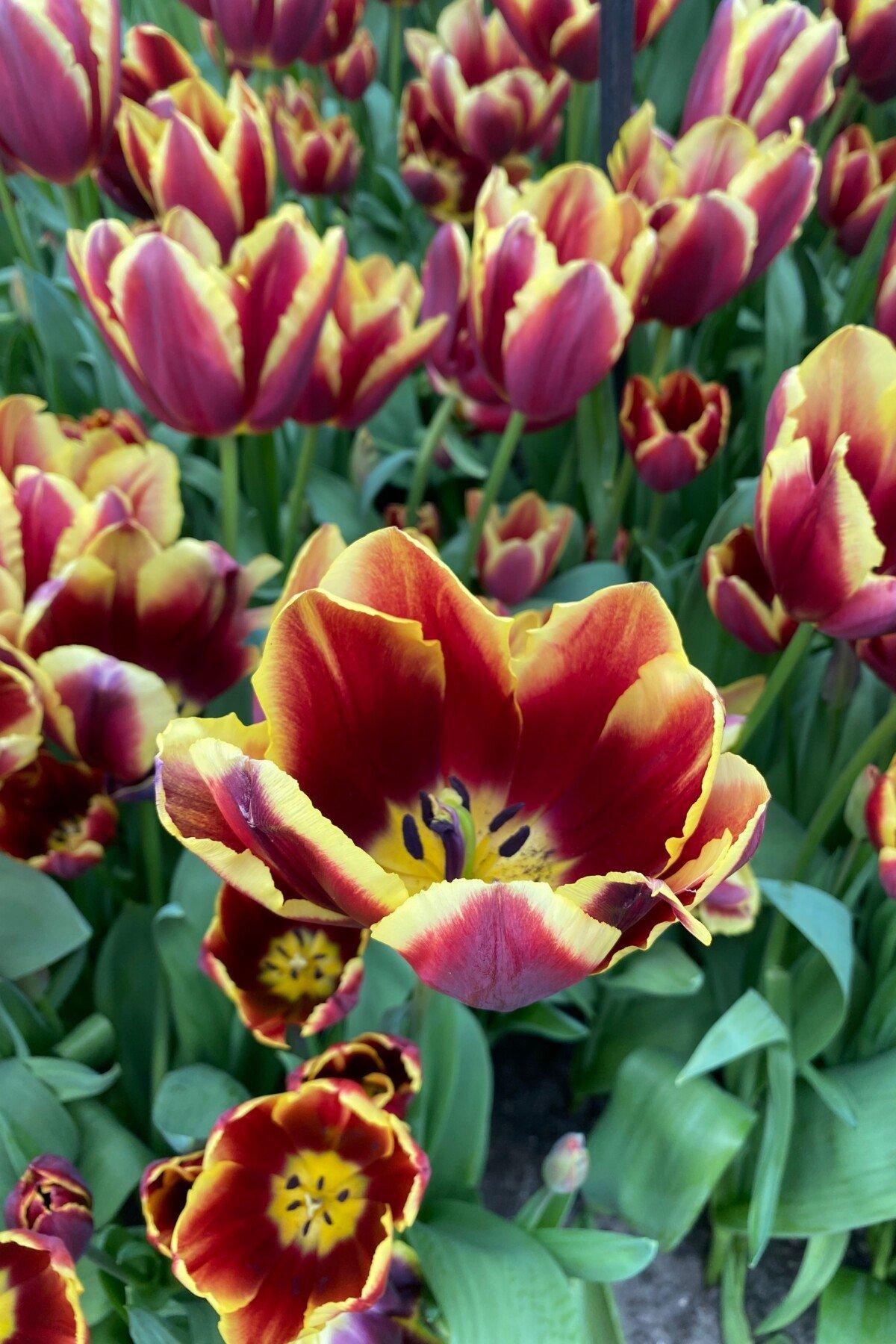 Tulip, Triumph, 'doberman' - View 16 from www redcrocus com