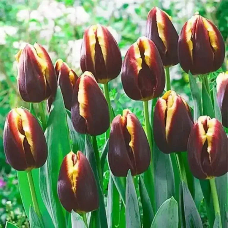 Tulip, Triumph, 'doberman' - View 18 from www redcrocus com