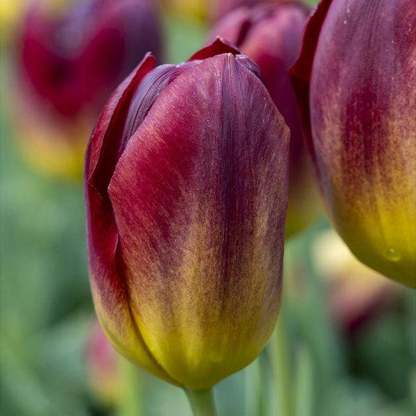 Tulip, Triumph, 'doberman' - View 19 from www redcrocus com