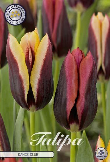 Tulip, Triumph, 'doberman' - View 23 from www redcrocus com