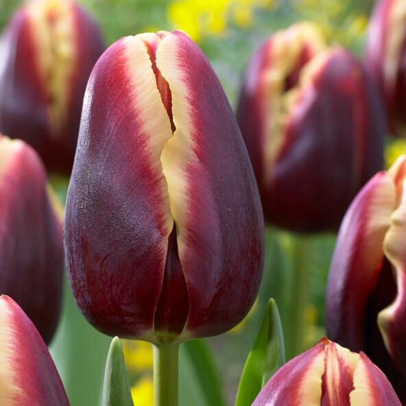 Tulip, Triumph, 'doberman' - View 2 from www redcrocus com