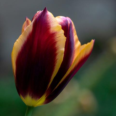 Tulip, Triumph, 'doberman' - View 3 from www redcrocus com