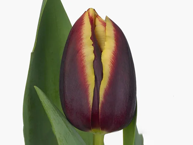 Tulip, Triumph, 'doberman' - View 4 from www redcrocus com