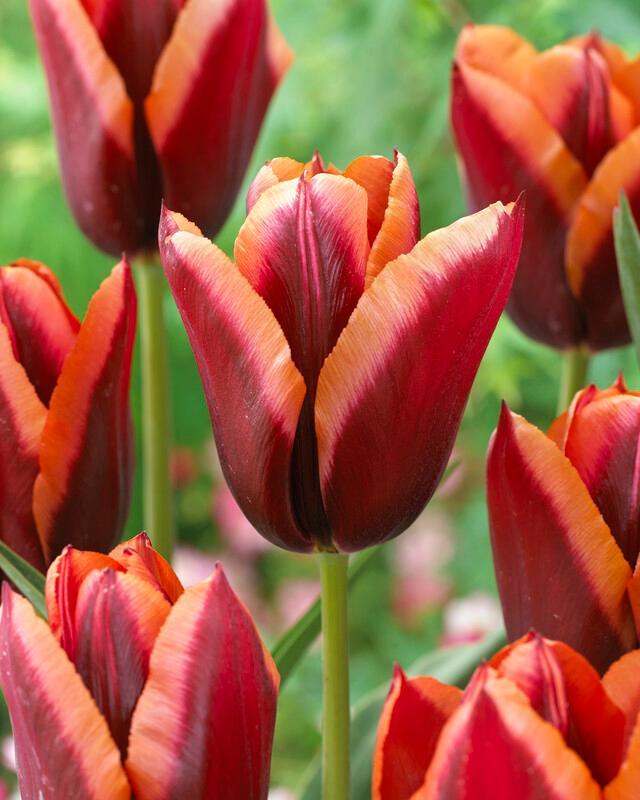 Tulip, Triumph, 'doberman' - View 5 from www redcrocus com