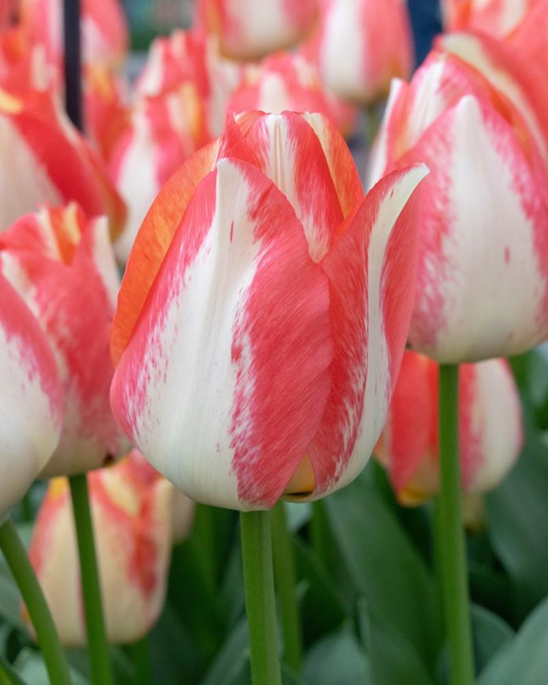 Tulip, Triumph, 'spryng Sunrise' - View 12 from www redcrocus com