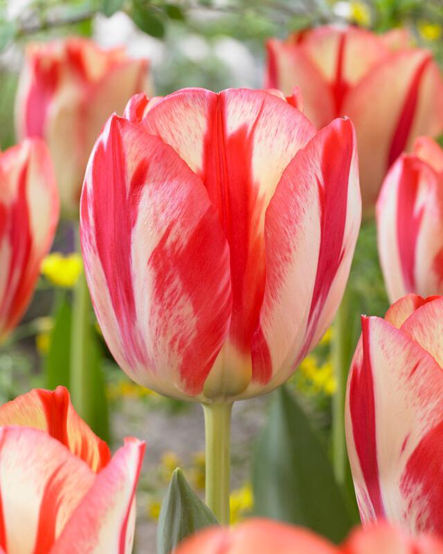Tulip, Triumph, 'spryng Sunrise' - View 4 from www redcrocus com