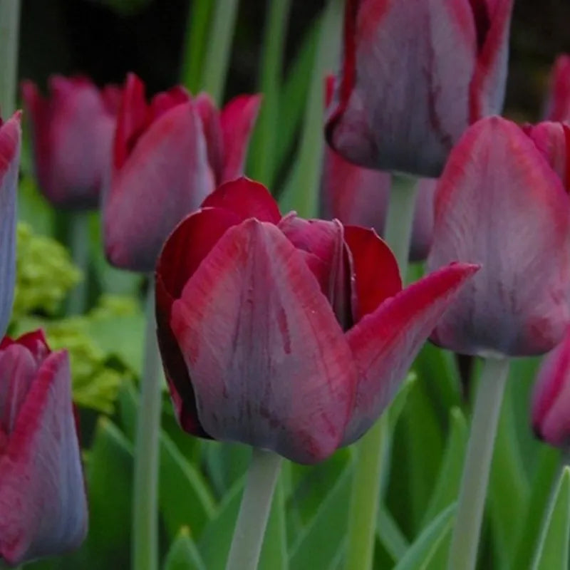 Tulip, Triumph, 'ronaldo' - View 10 from www redcrocus com