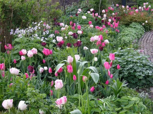 Tulip, Triumph, 'ronaldo' - View 11 from www redcrocus com