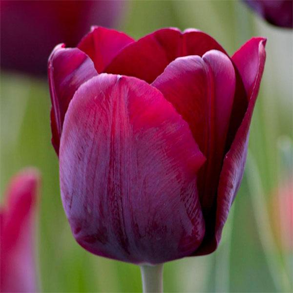 Tulip, Triumph, 'ronaldo' - View 12 from www redcrocus com