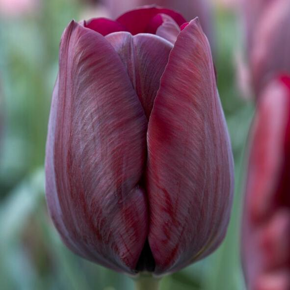 Tulip, Triumph, 'ronaldo' - View 13 from www redcrocus com