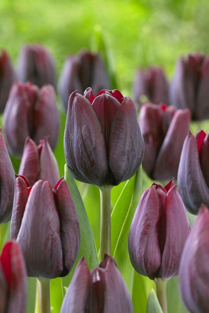 Tulip, Triumph, 'ronaldo' - View 15 from www redcrocus com