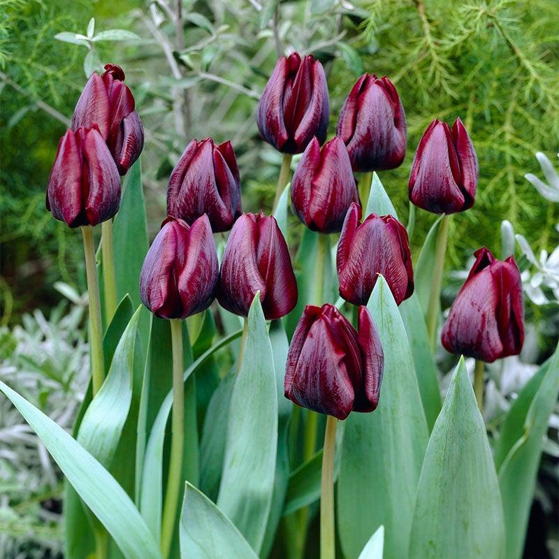 Tulip, Triumph, 'ronaldo' - View 16 from www redcrocus com