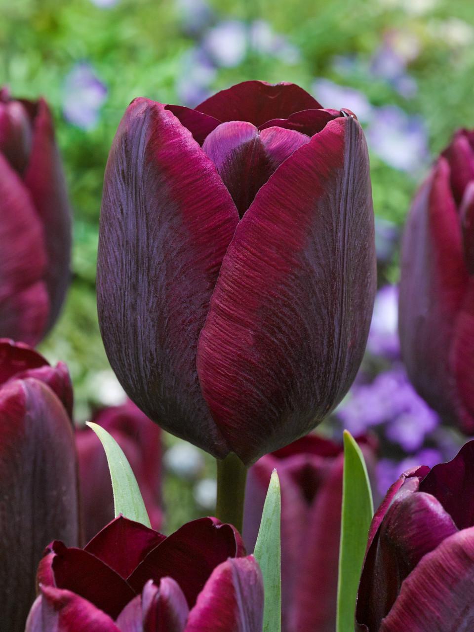 Tulip, Triumph, 'ronaldo' - View 17 from www redcrocus com