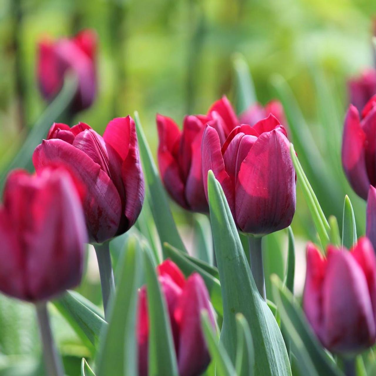 Tulip, Triumph, 'ronaldo' - View 18 from www redcrocus com