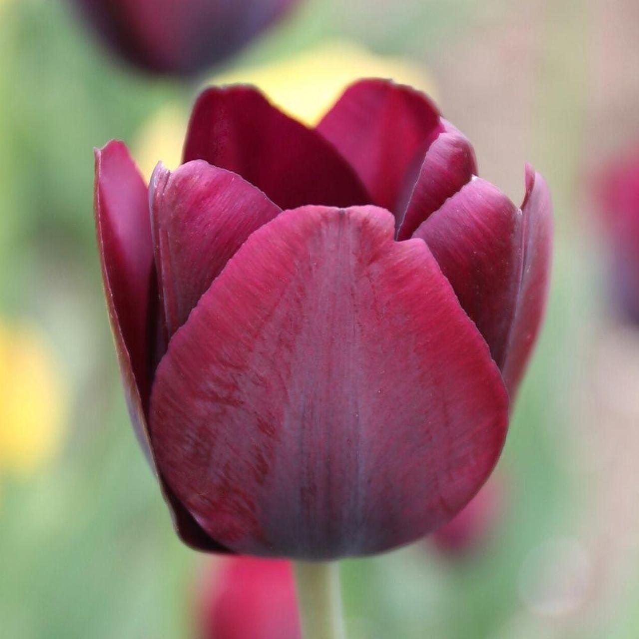 Tulip, Triumph, 'ronaldo' - View 19 from www redcrocus com