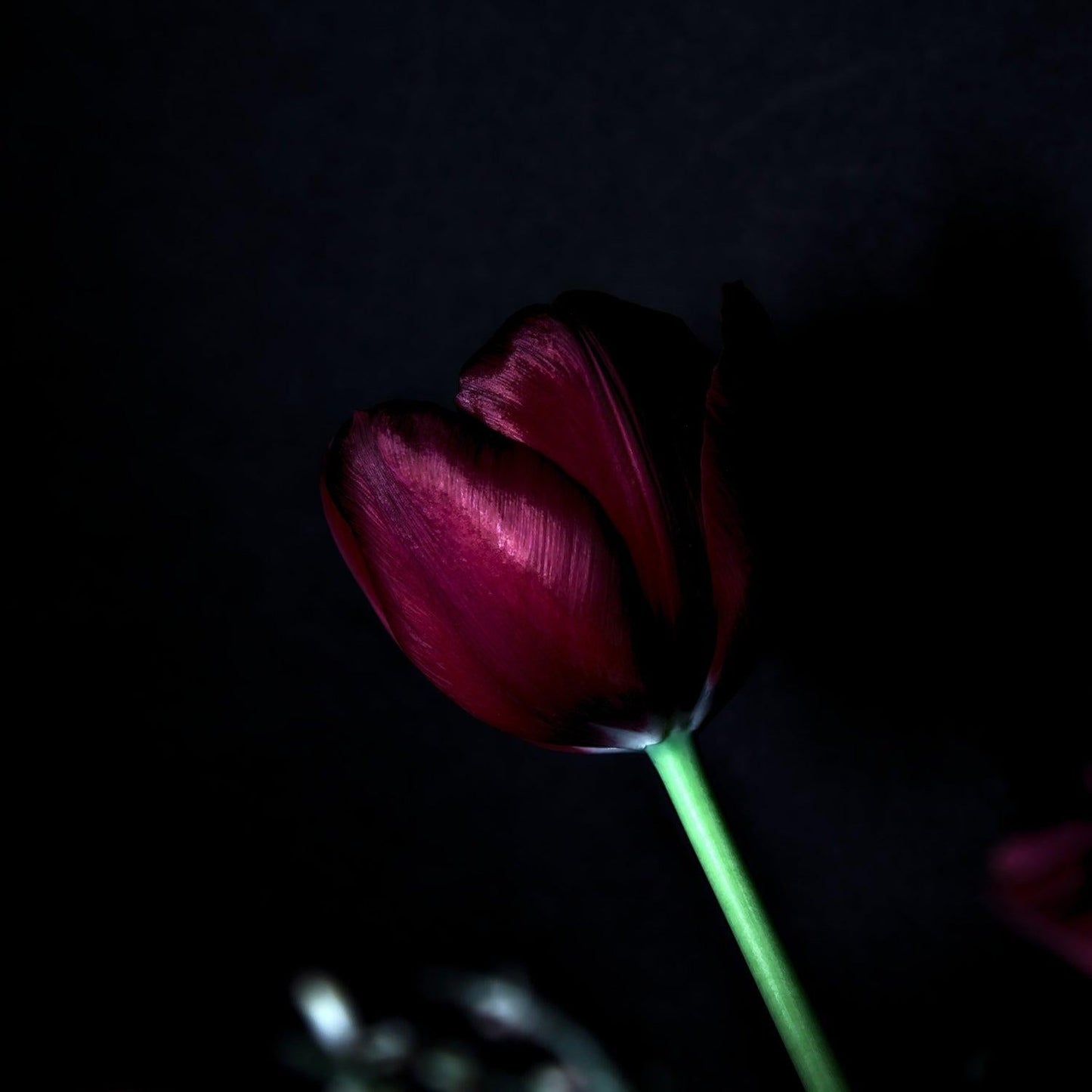 Tulip, Triumph, 'ronaldo' - View 21 from www redcrocus com