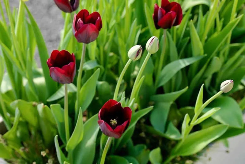 Tulip, Triumph, 'ronaldo' - View 23 from www redcrocus com