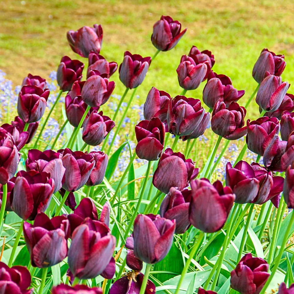 Tulip, Triumph, 'ronaldo' - View 24 from www redcrocus com