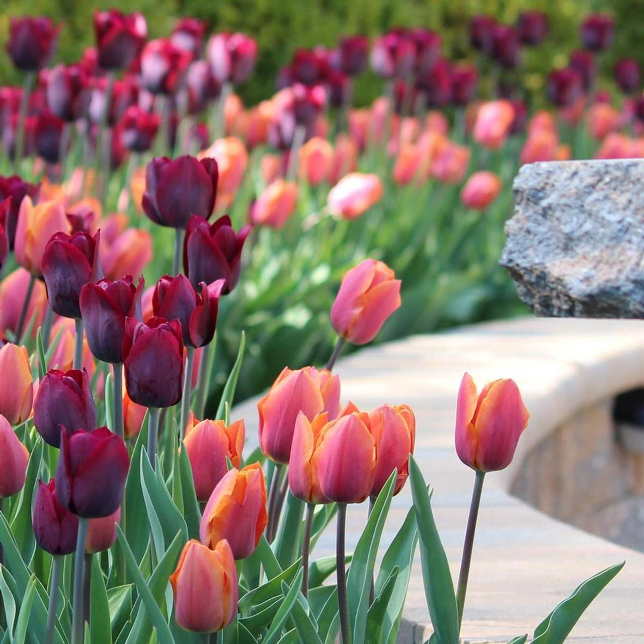 Tulip, Triumph, 'ronaldo' - View 25 from www redcrocus com