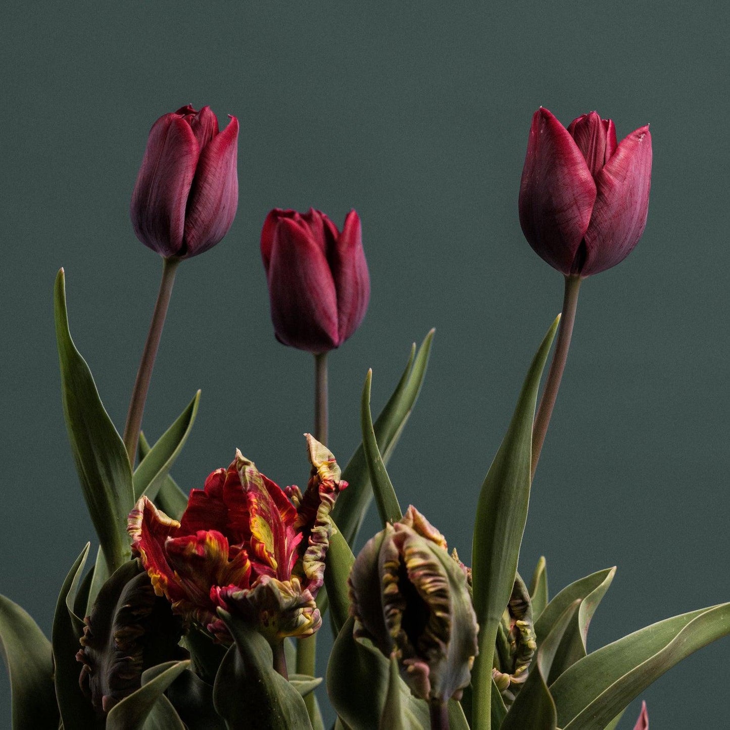 Tulip, Triumph, 'ronaldo' - View 26 from www redcrocus com