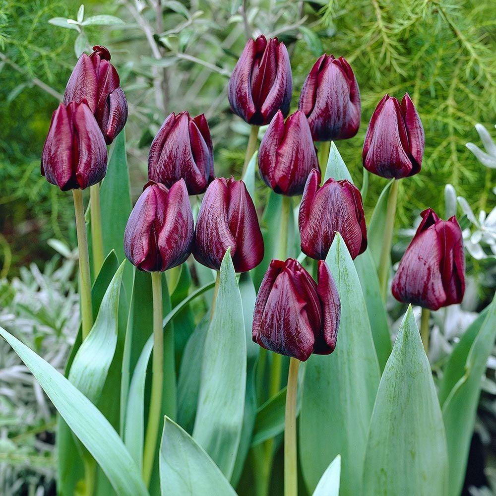 Tulip, Triumph, 'ronaldo' - View 27 from www redcrocus com