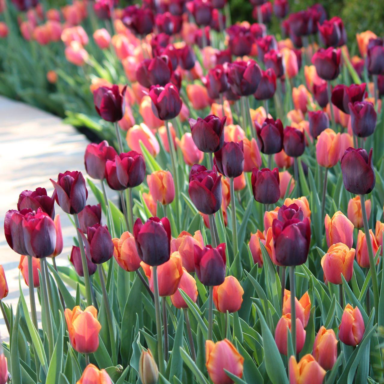 Tulip, Triumph, 'ronaldo' - View 29 from www redcrocus com