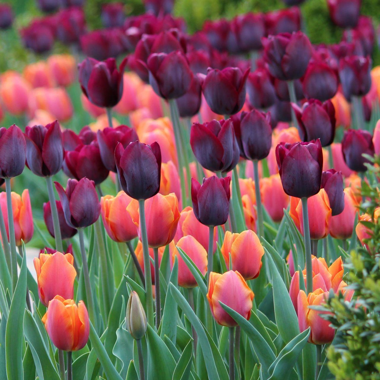 Tulip, Triumph, 'ronaldo' - View 2 from www redcrocus com