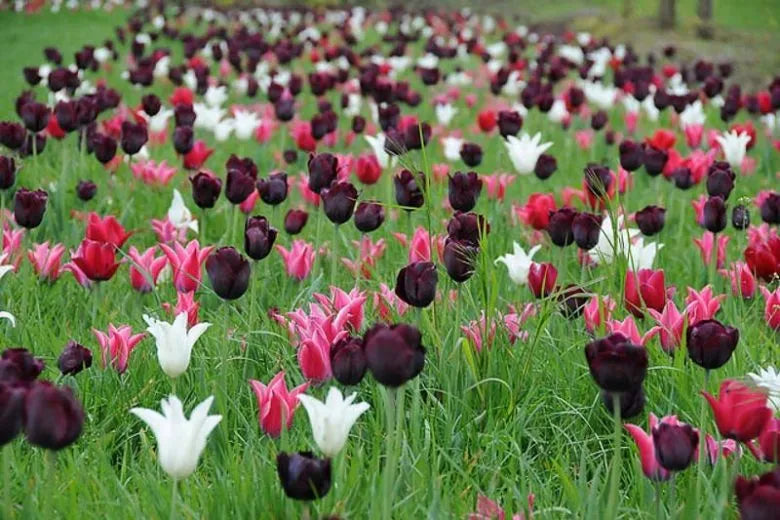 Tulip, Triumph, 'ronaldo' - View 3 from www redcrocus com