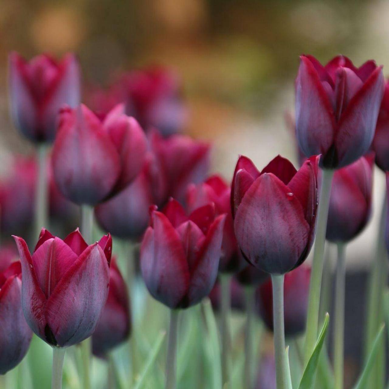 Tulip, Triumph, 'ronaldo' - View 4 from www redcrocus com